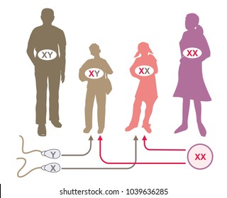 Females have two of the same kind of sex chromosome X and X, while males have two distinct sex chromosomes X and Y.
