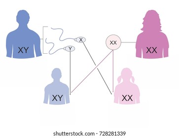 X And Y Chromosomes Chart