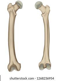 The Femur Or Thigh Bone