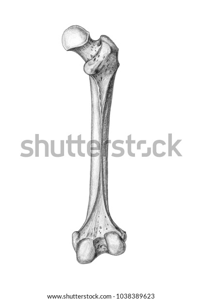 Femur Thighbone Graphic Stock Illustration 1038389623 | Shutterstock