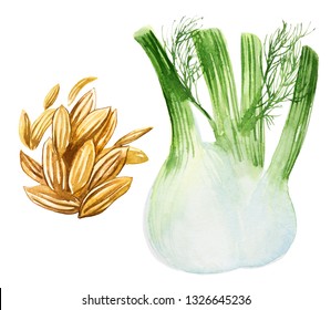 Fennel Watercolor Illustration.