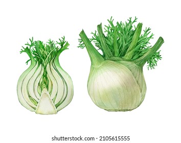 Fennel.  Watercolor Illustration On A White Background.