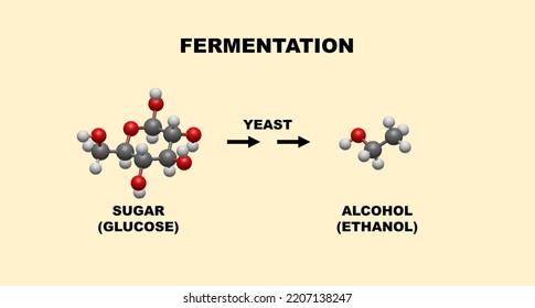 Fermentation Process. Alcohol Production From Yeast Using Sugar Source. Illustration For Education Purpose. Molecule And Chemistry. Beer And Wine Production.