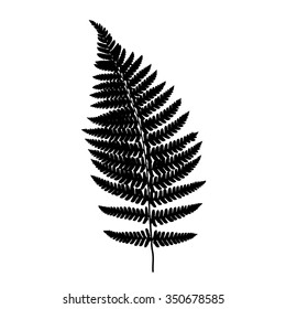 Fern Frond Black Silhouette. Forest Concept.