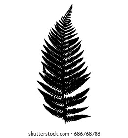 Ferns Detailed Macro Line Art Botanical Stock Illustration 1676435671 ...