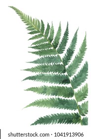 Fern isolated on white background. Hand drawn watercolor illustration.