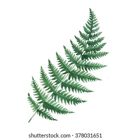 Fern Leaf Watercolor Illustration