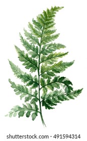 Fern painted with watercolors on white background. Green forest plants branch. Forest herb