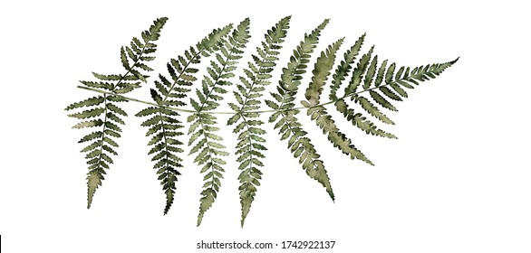 Fern watercolor illustration in dark green colors, greenery branch, twig, stem, forest plant for wall art, stationery