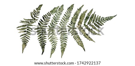 Fern watercolor illustration in dark green colors, greenery branch, twig, stem, forest plant for wall art, stationery
