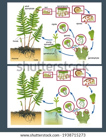 The ferns. Evolutionary cycle of ferns. Sporophyte, gametophyte, prothalus, archegonium and antheridium. Stock photo © 