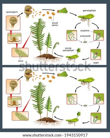 The ferns. Evolutionary cycle of ferns. Sporophyte, gametophyte, prothalus, archegonium and antheridium. Stock photo © 