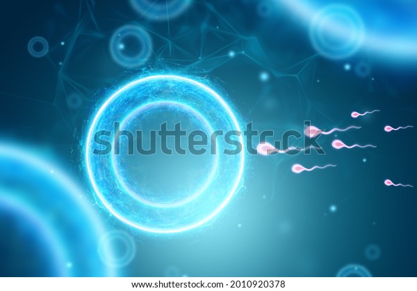 Fertilization Egg By Sperm Cells Pregnancy Stock Illustration 2010920378 