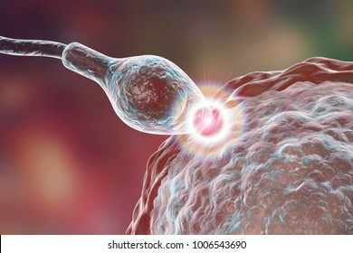 Fertilization Of Human Egg Cell By Sperm Cell, Spermatozoon, 3D Illustration