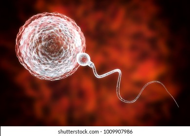 Fertilization of human egg cell by sperm cell, spermatozoon, 3D illustration