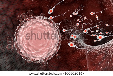 Fertilization of human egg cell by sperm cells, spermatozoons, 3D illustration