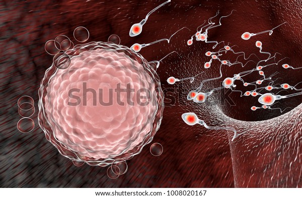 Fertilization of human egg cell by sperm\
cells, spermatozoons, 3D\
illustration