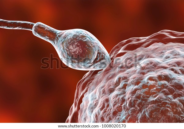 Fertilization Human Egg Cell By Sperm Stock Illustration 1008020170 