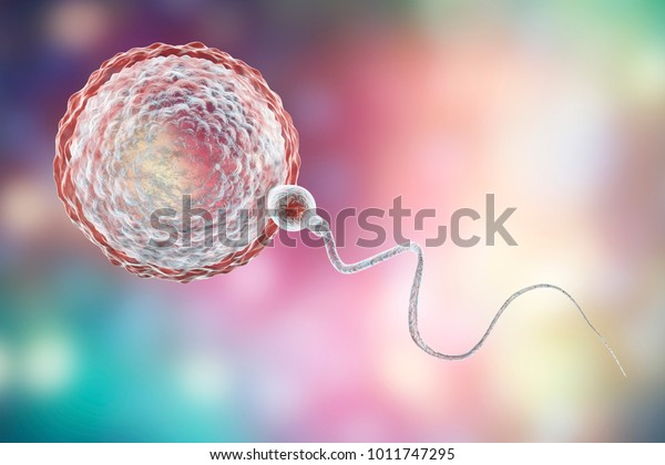 Fertilization of human egg cell by sperm cell,\
spermatozoon, 3D illustrationm\
