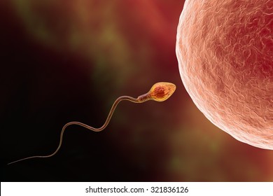 Fertilization. Insemination Of Human Egg Cell By Sperm Cell