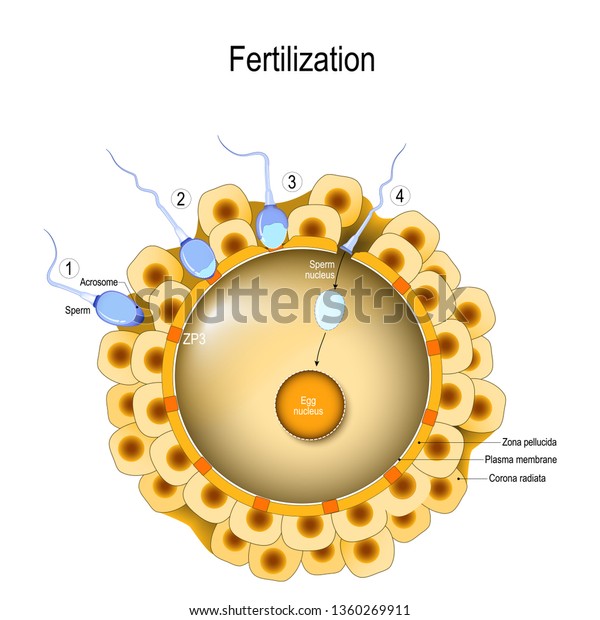 Fertilization Process 1 Sperm Contacts Surface Stock Illustration ...