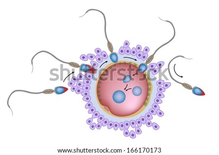 Fertilization unlabeled