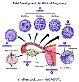 Fetal Development First Week Pregnancy Infographic Stock Illustration ...