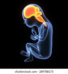 Fetal Development Of Human Brain