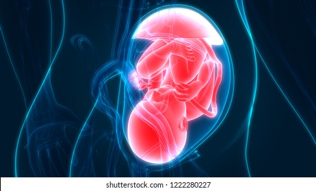 Fetus (Baby) In Womb. 3D