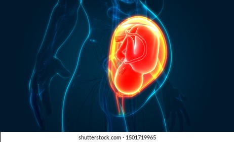 Fetus Baby Womb Anatomy 3d Stock Illustration 1501719965 | Shutterstock