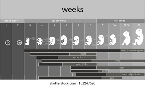 Fetus Development And Pregnancy Stages

