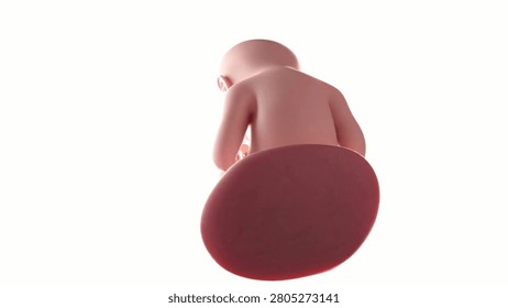 fetus or foetus human prenatal development, fetal fully developed and functional Human Embryo. 3D looped animation in white background alpha channel