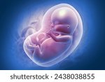 fetus inside the womb. 3d illustration