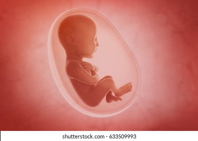 fetus inside the womb; 3d illustration