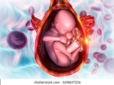 fetus in womb Anatomy. science background. 3d illustration