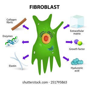 Fibroblast. Structure And Function. Human Skin Cell