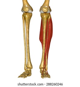 Fibula Tibia Muscles Stock Illustration 288260246 | Shutterstock