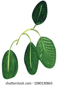  Ficus branch and leaves Isolated on a white background. hand drawn watercolor illustration.