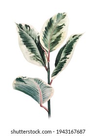 Ficus elastica tropical leaves watercolor illustration. Botanical painting jungle design isolated on white background Nature art creative object for card, stikers, textil, wrapping paper. Rubber plant