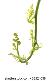 Fiddle Head Fern