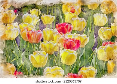 Field of tulip flowers in bloom.Digital watercolor painting