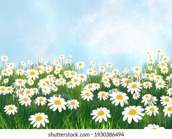 A field of white chamomile flowers.  An illustration created on a tablet, used as a background image of the beauty and spring concept.