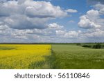 field with young Wheat in the Spring Time