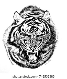 Hand Drawing Roaring Tiger Stock Vector (Royalty Free) 633620831