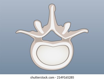 The Fifth Lumbar Vertebra From The Lumbar Spine. L5.