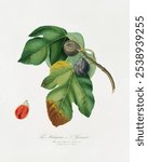 Fig (Ficus carica sativa) from Pomona Italiana (1817 - 1839) by Giorgio Gallesio. Vintage Fig on a branch botanical art illustration, old fig painting, fruit art print.