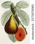 A fig plant fruiting stem and halved fruit (c. 1872) coloured zincograph by J. Macfarlane. Vintage botanical plant art drawing illustration, old painting art print. Vintage artwork illustration.