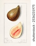 Figs (Ficus)(1911) by Mary Daisy Arnold. Vintage fig, fruit watercolor illustration, art drawing, old watercolor illustration, fig fruit art print.