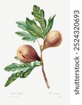 Figue Violette (1827) by Pierre-Joseph Redouté and Henry Joseph Redouté. Vintage Redoute’s plant art, fruit drawing illustration, old Pierre-Joseph Redoute’s fruit painting, fruit botanical art print.