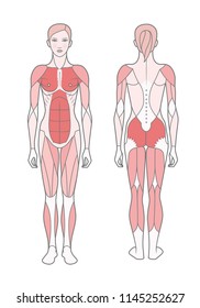 Diagram Of Female Lower Back Muscles / Lower Back Muscle Anatomy And